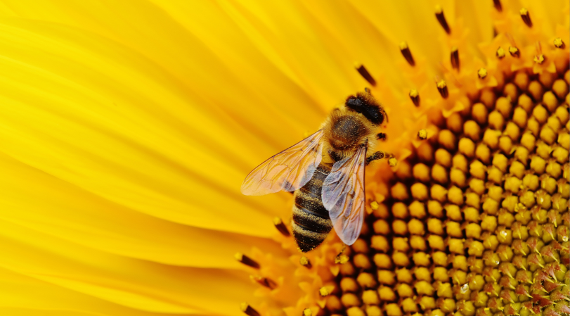 Dutch Scientists Train Bees To Detect Covid-19